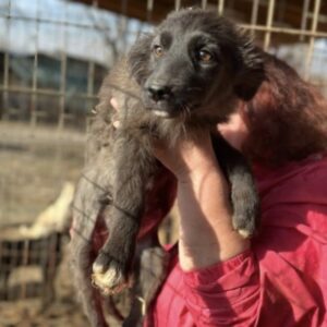 MOA (♀) - auf PDR PS im PLZ Bezirk 21 - vermittelt